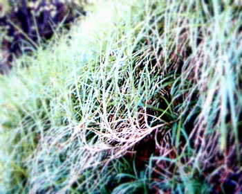 kikuyu_grass
