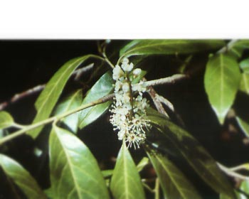 cherry_laurel