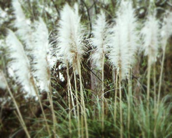 pampas_grass