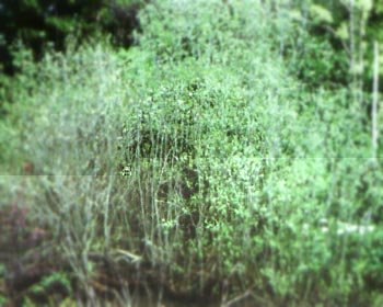 willows
